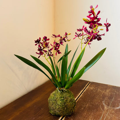 Mini Maroon Orchid in Moss Ball