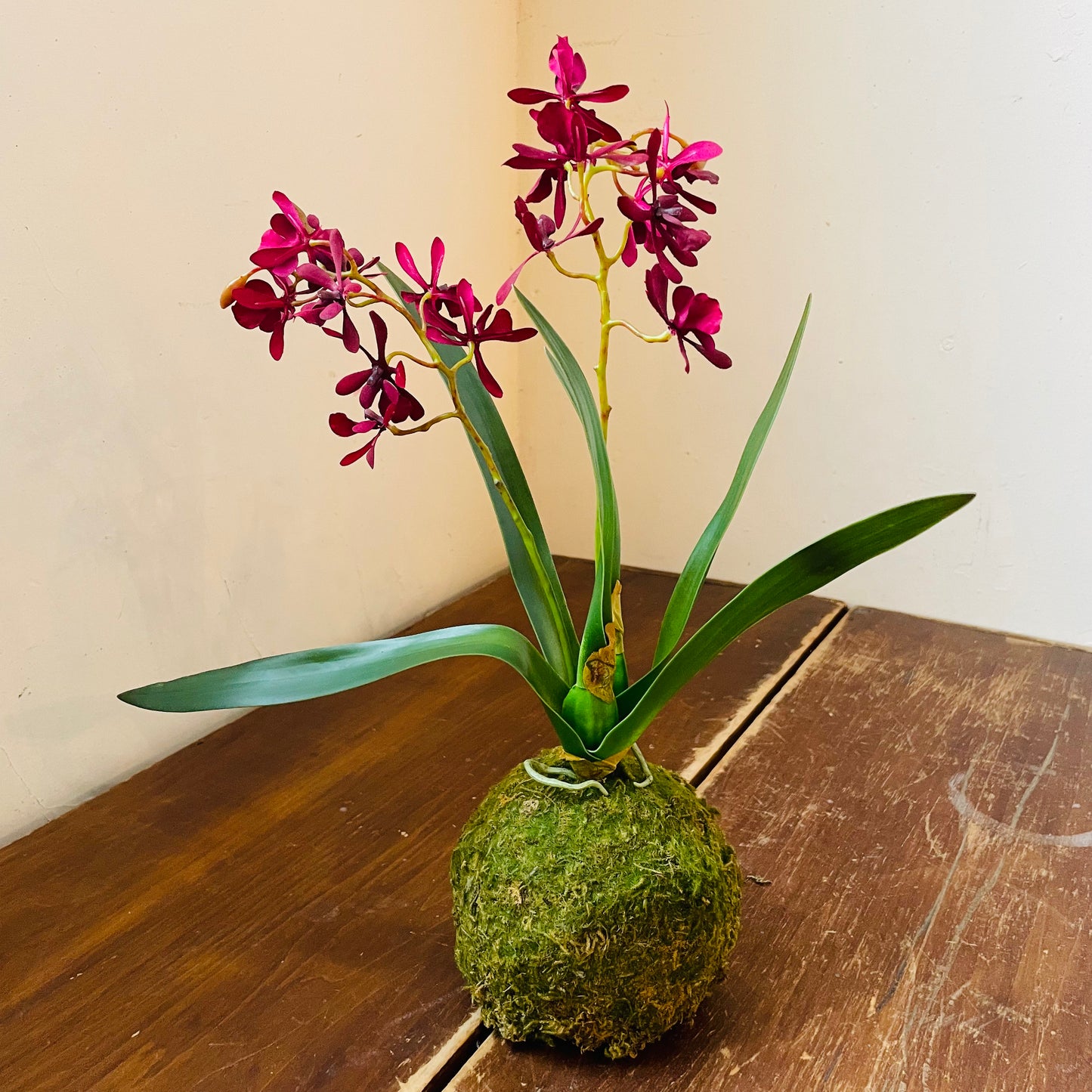 Mini Maroon Orchid in Moss Ball
