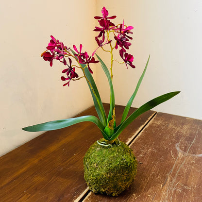 Mini Maroon Orchid in Moss Ball