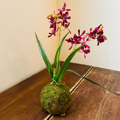 Mini Maroon Orchid in Moss Ball
