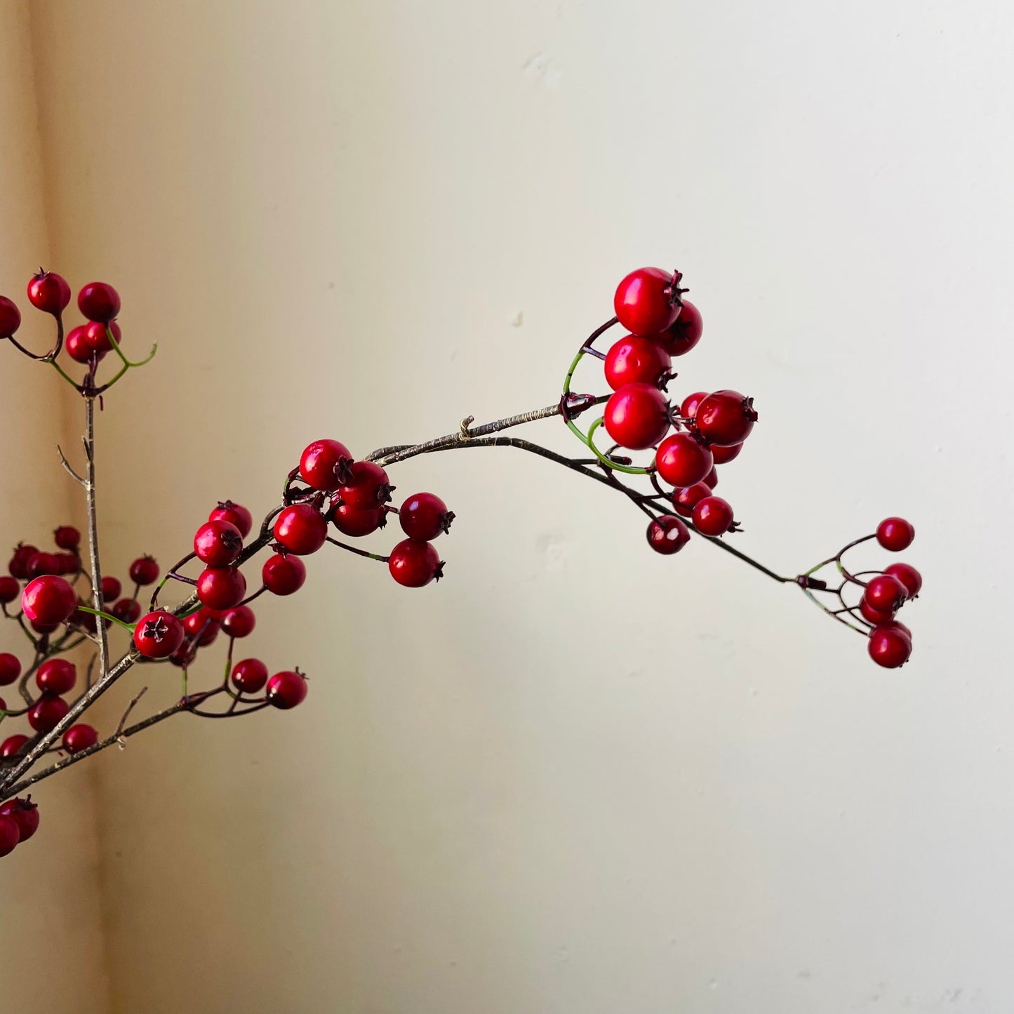 Hawthorn Berry Stem