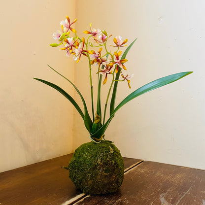 Mini Golden Amethyst Vanda Orchid in Moss Ball