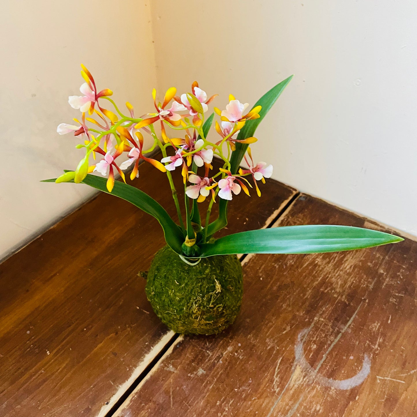 Mini Golden Amethyst Vanda Orchid in Moss Ball