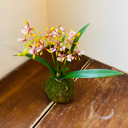 Mini Golden Amethyst Vanda Orchid in Moss Ball