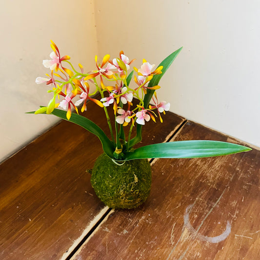 Mini Golden Amethyst Vanda Orchid in Moss Ball