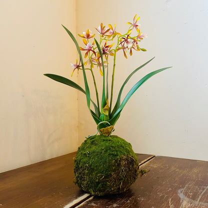 Mini Golden Amethyst Vanda Orchid in Moss Ball