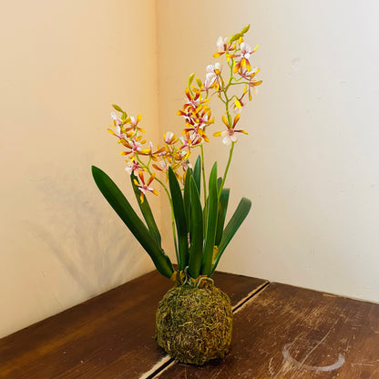 Mini Golden Amethyst Vanda Orchid in Moss Ball