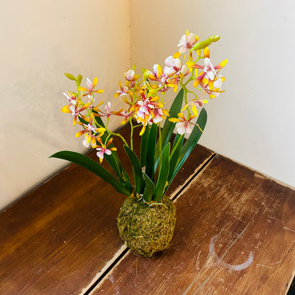 Mini Golden Amethyst Vanda Orchid in Moss Ball