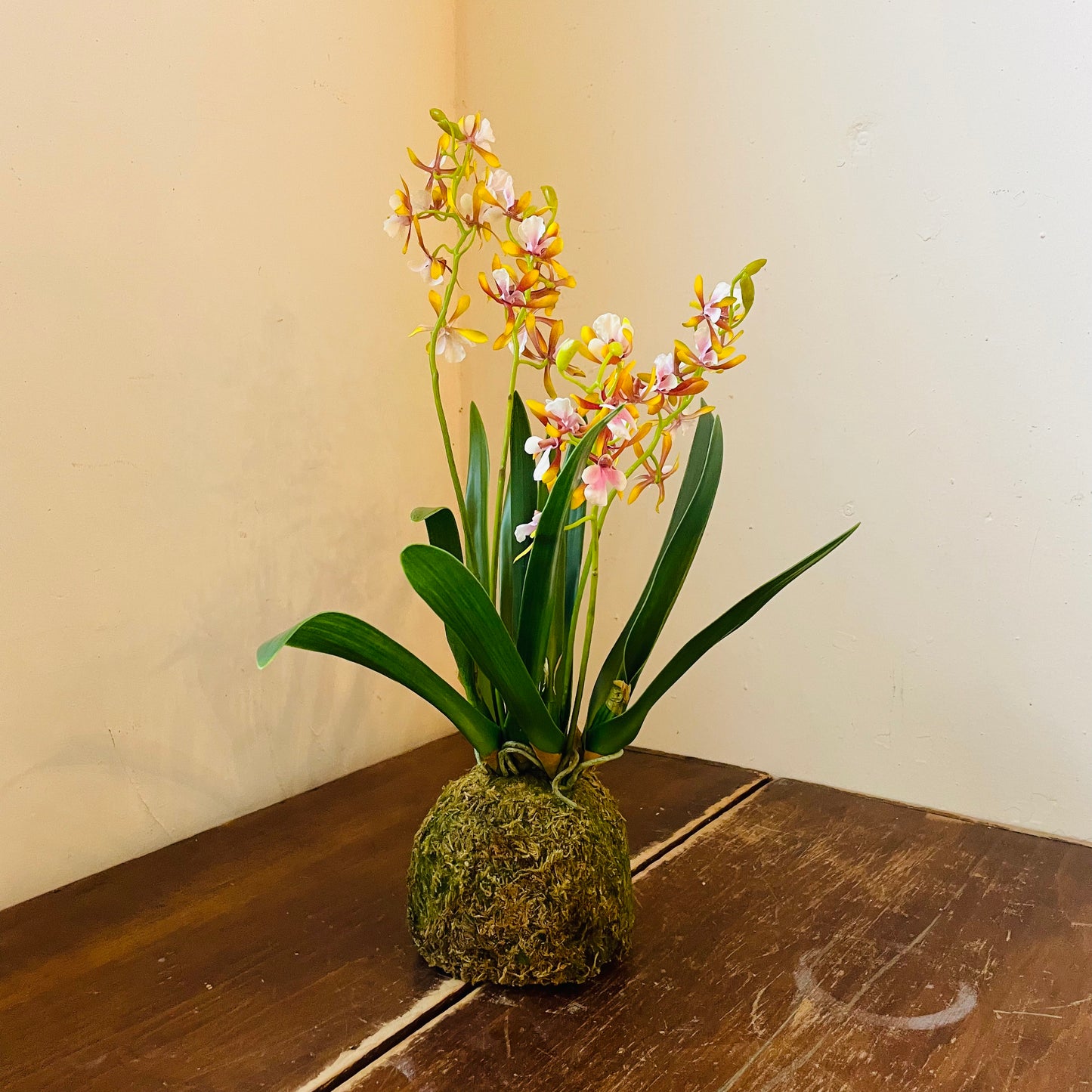 Mini Golden Amethyst Vanda Orchid in Moss Ball