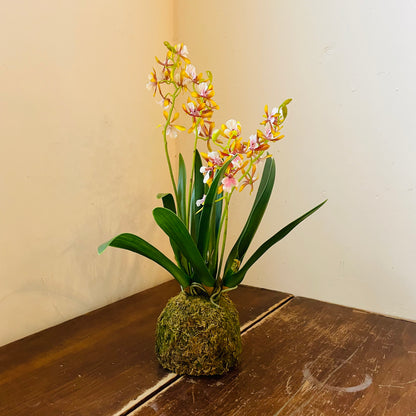 Mini Golden Amethyst Vanda Orchid in Moss Ball