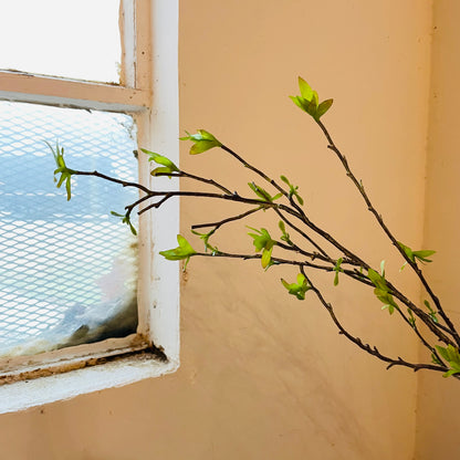 Budding Willow Branch