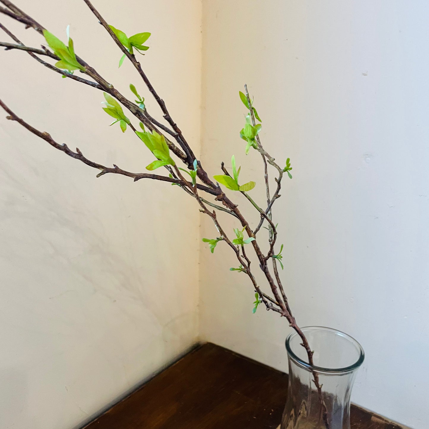 Budding Willow Branch