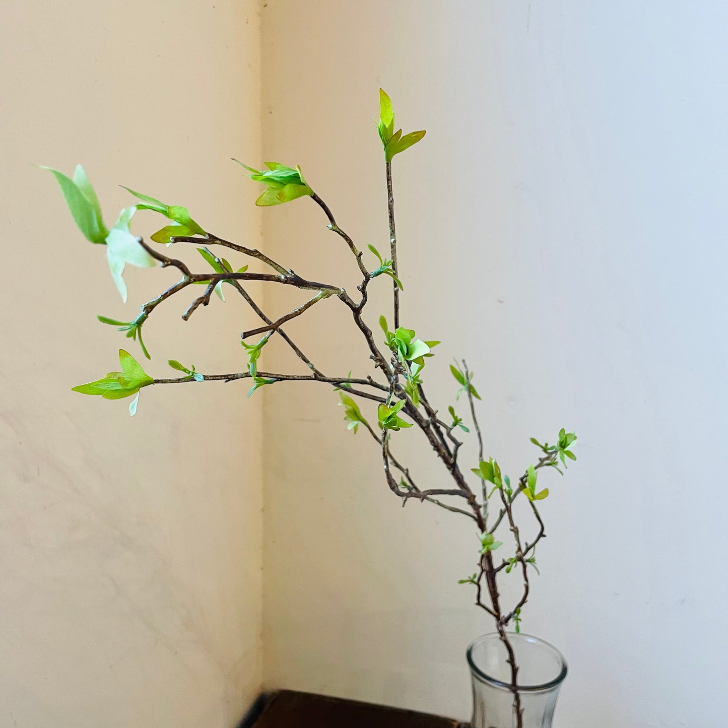 Budding Willow Branch