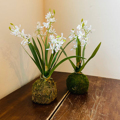 Mini Vanda Orchid in Moss Ball