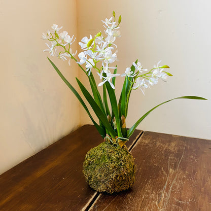 Mini Vanda Orchid in Moss Ball