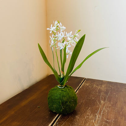 Mini Vanda Orchid in Moss Ball