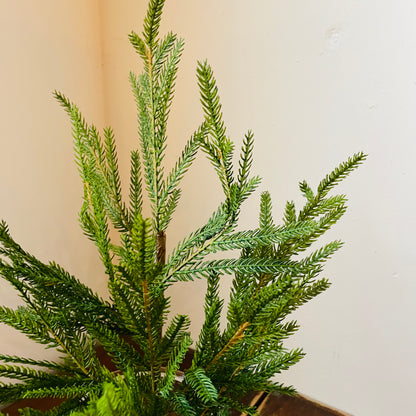 Norway Spruce Pick