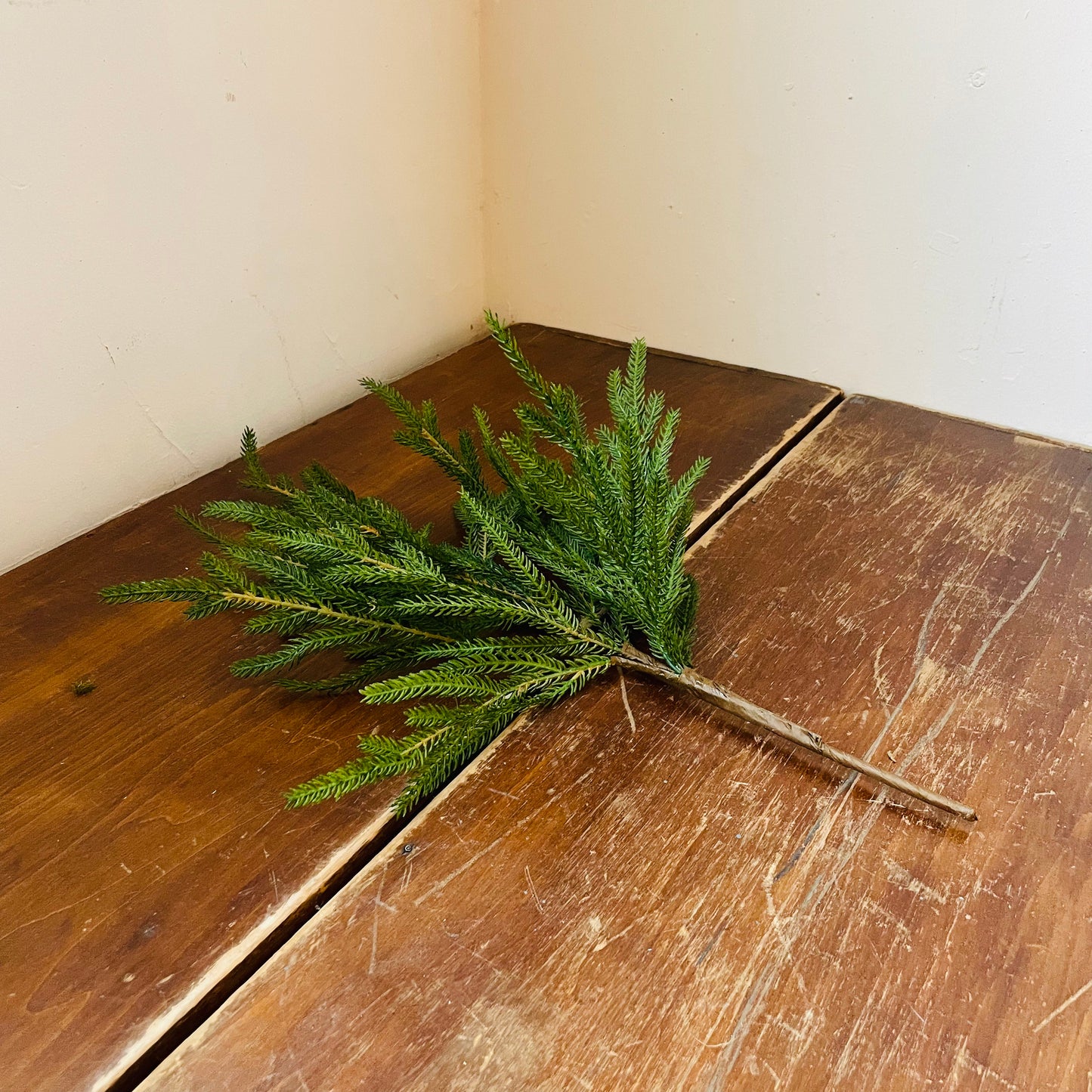 Norway Spruce Pick