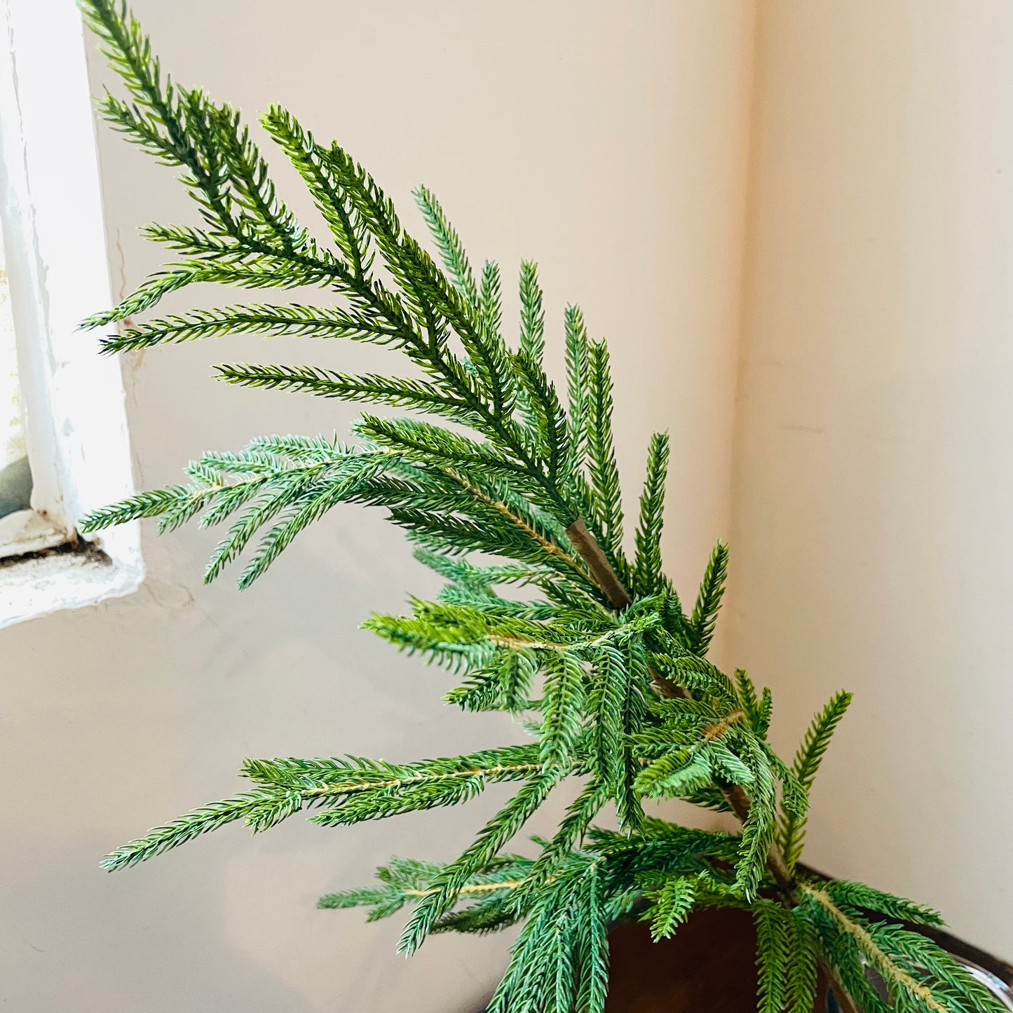 Norway Spruce Spray