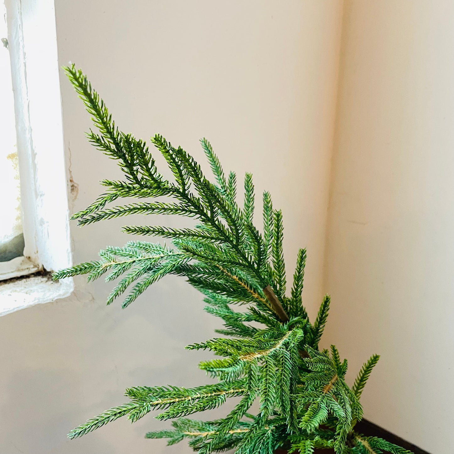 Norway Spruce Spray