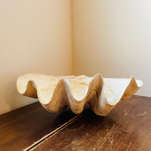Authentic Tridacna Gigas "Giant Clam" Shell- Vintage