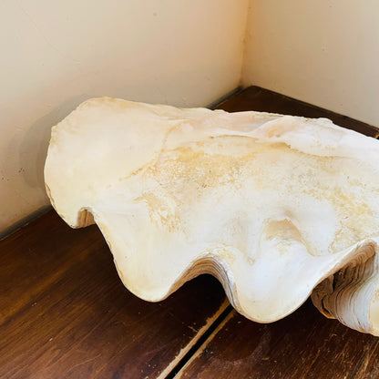 Authentic Tridacna Gigas "Giant Clam" Shell- Vintage