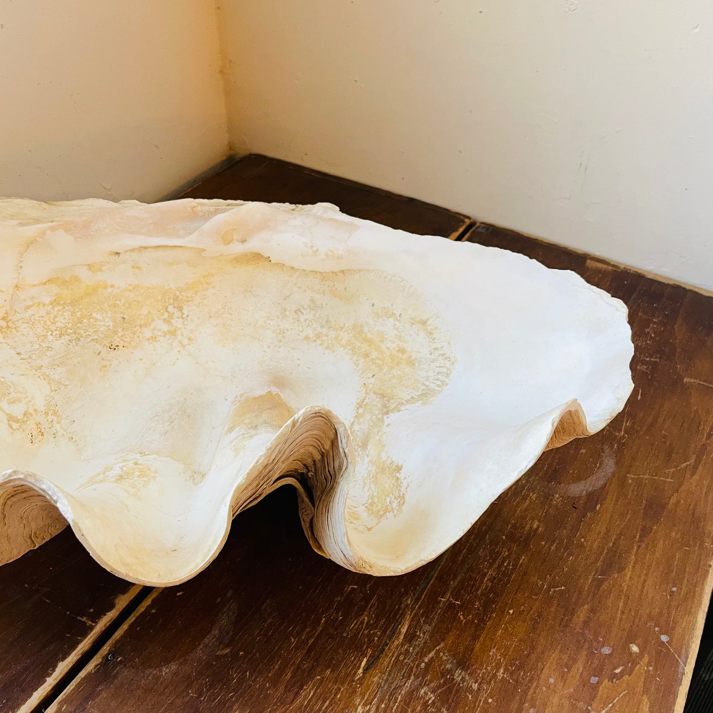 Authentic Tridacna Gigas "Giant Clam" Shell- Vintage