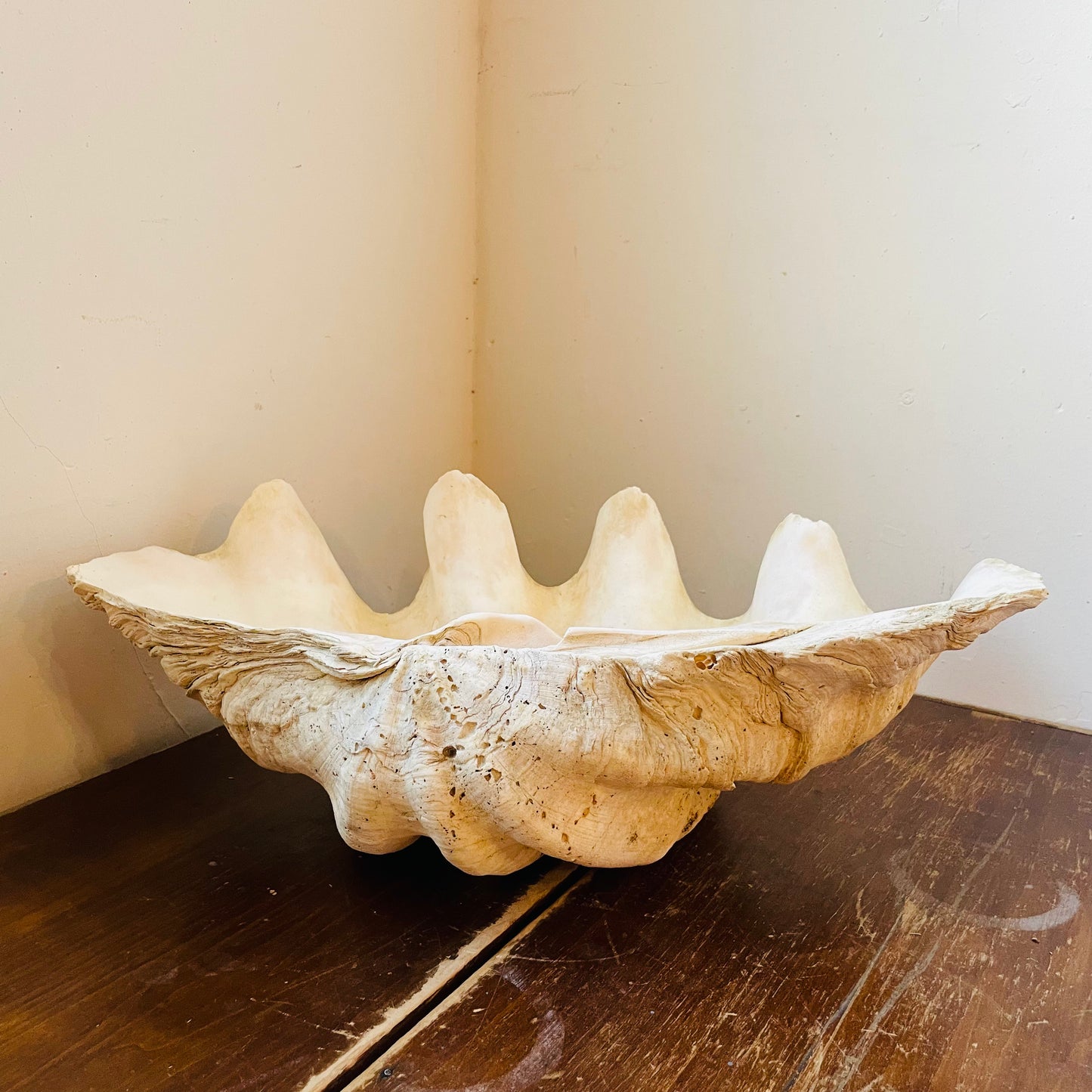 Authentic Tridacna Gigas "Giant Clam" Shell- Vintage