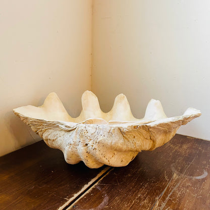 Authentic Tridacna Gigas "Giant Clam" Shell- Vintage
