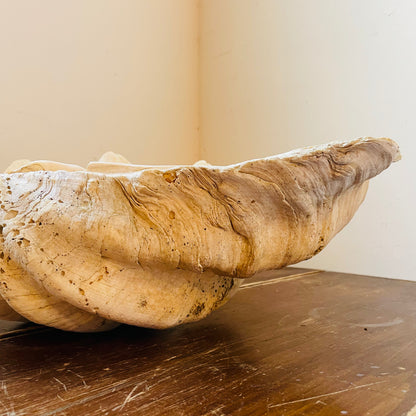 Authentic Tridacna Gigas "Giant Clam" Shell- Vintage