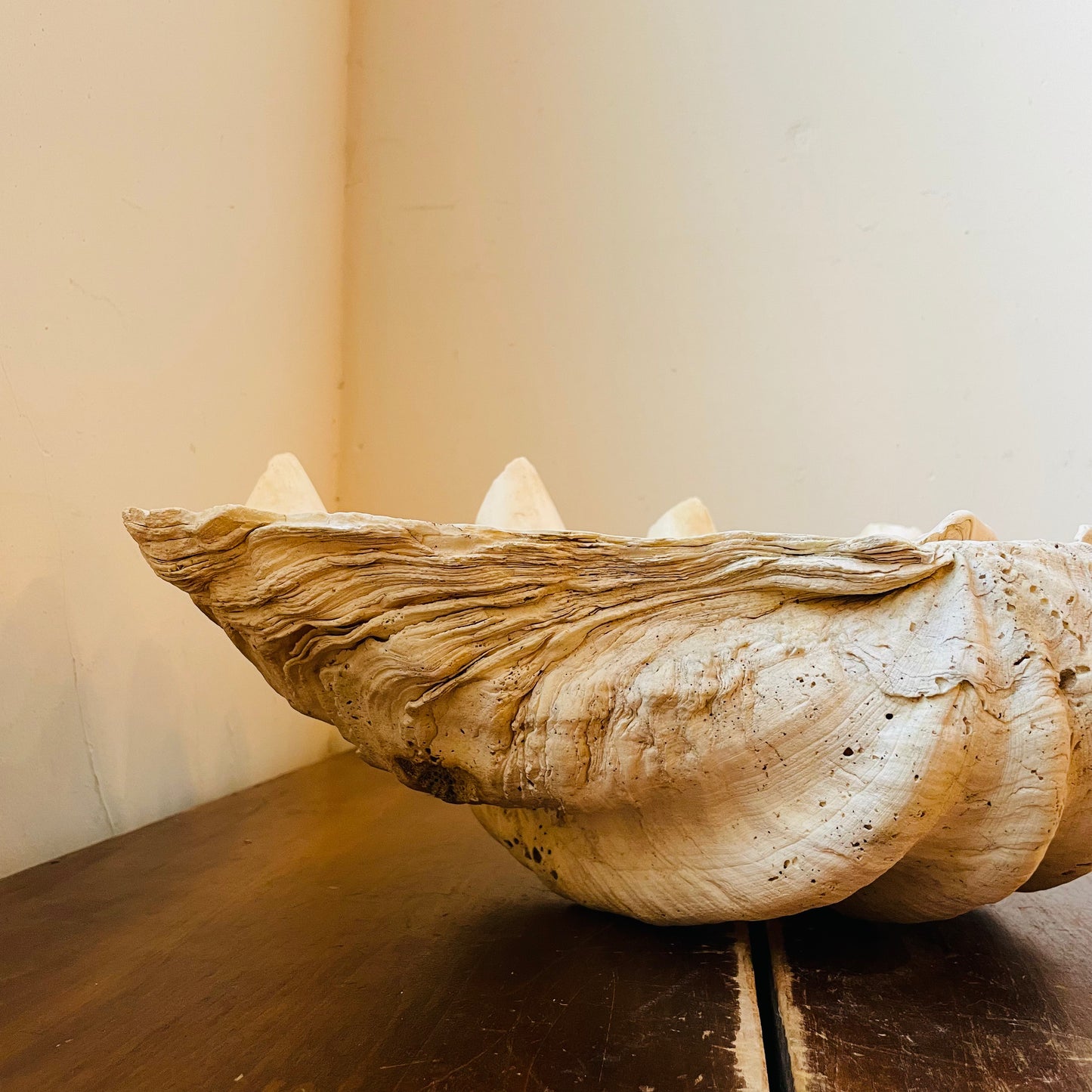 Authentic Tridacna Gigas "Giant Clam" Shell- Vintage