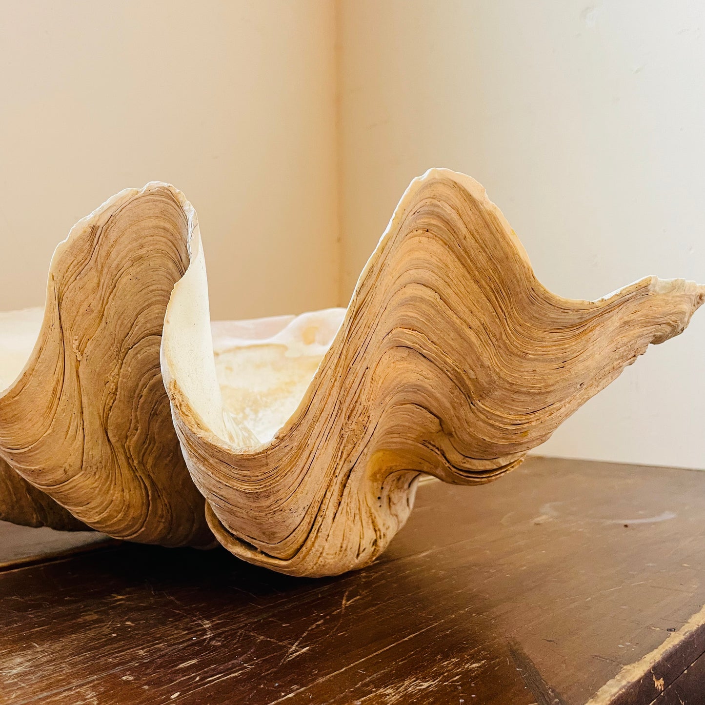 Authentic Tridacna Gigas "Giant Clam" Shell- Vintage