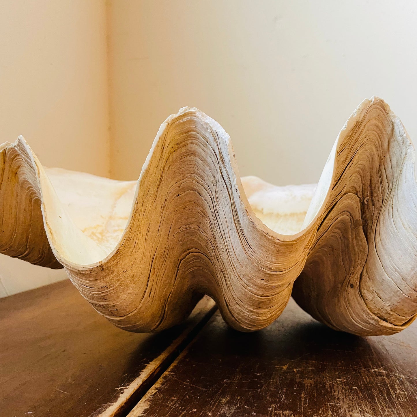 Authentic Tridacna Gigas "Giant Clam" Shell- Vintage