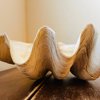 Authentic Tridacna Gigas "Giant Clam" Shell- Vintage