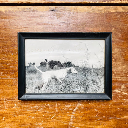 "Arkansas Dixie Lee" Hunting Dog Photograph- Vintage