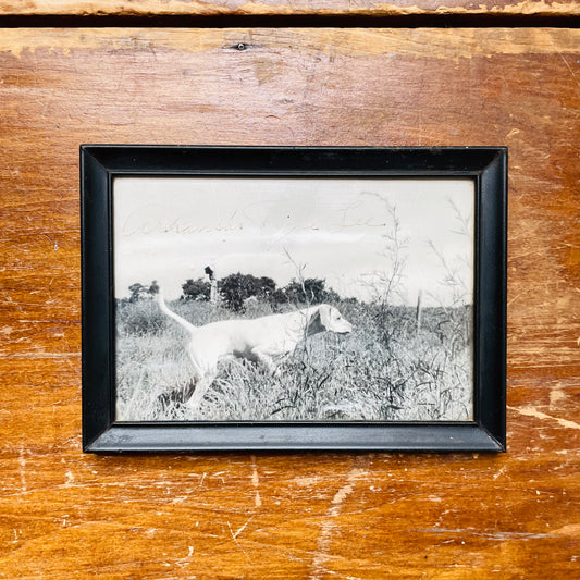 "Arkansas Dixie Lee" Hunting Dog Photograph- Vintage