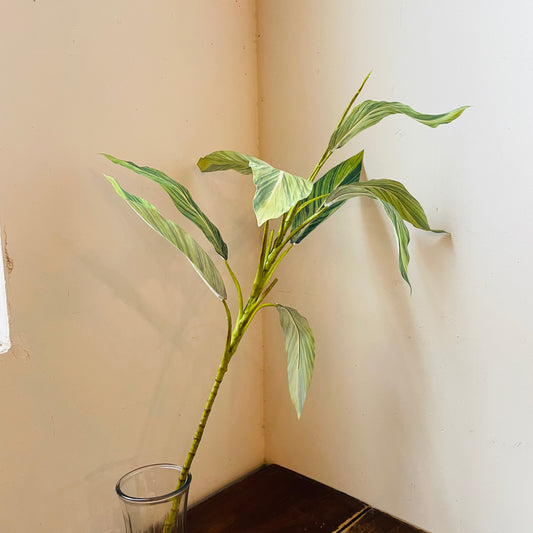 Variegated Ti Plant Branch