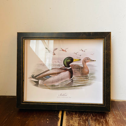 Framed Vintage Mallard Duck Pair on Open Water