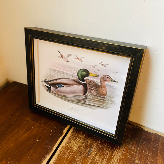Framed Vintage Mallard Duck Pair on Open Water