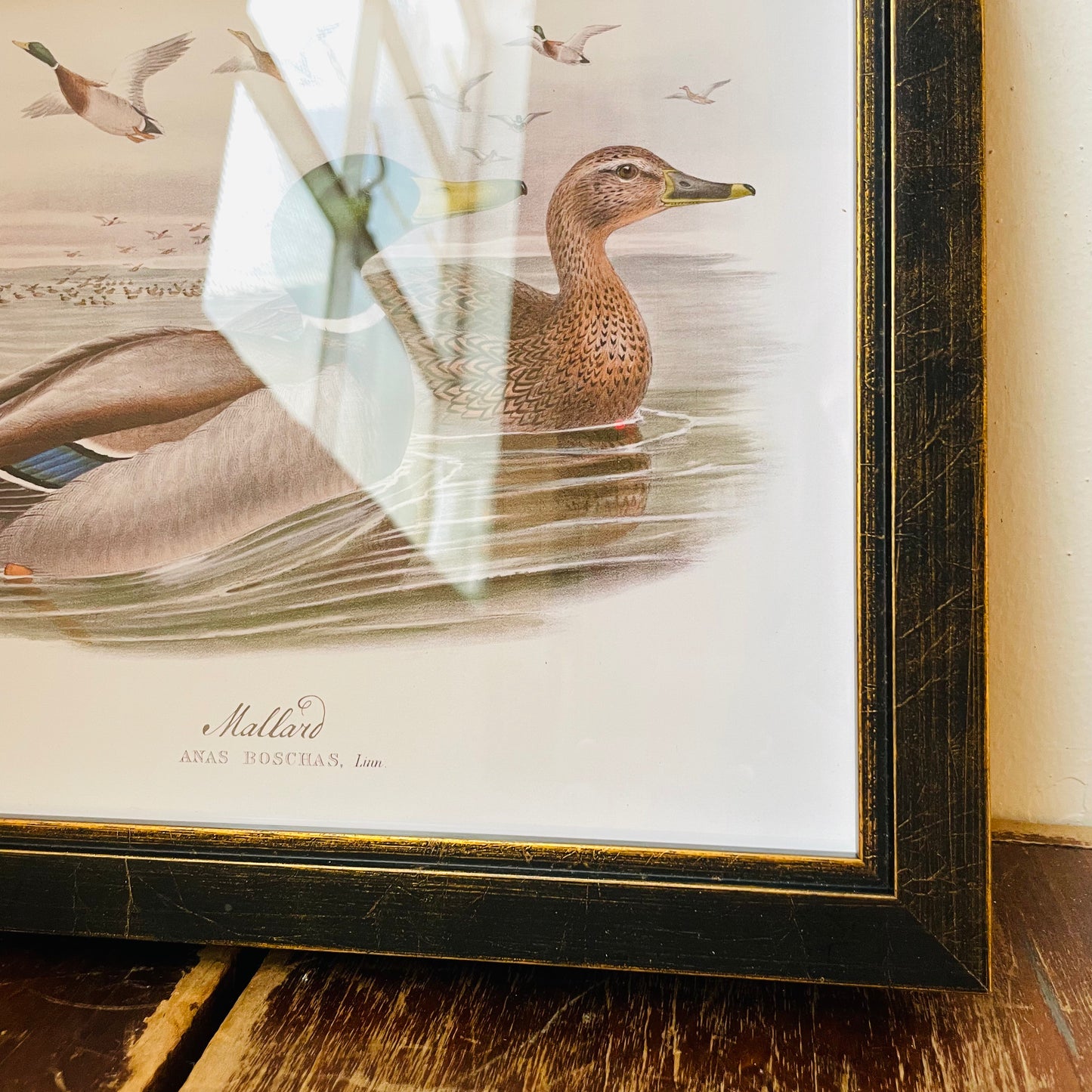 Framed Vintage Mallard Duck Pair on Open Water