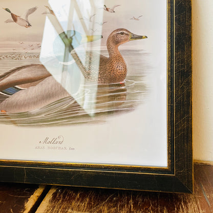 Framed Vintage Mallard Duck Pair on Open Water