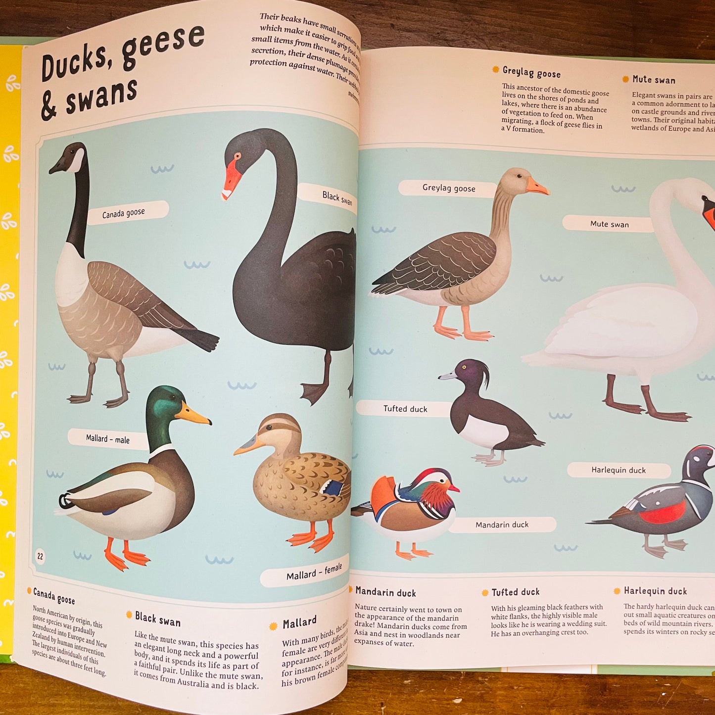 Encyclopedia of Birds for Young Readers: for Young Readers