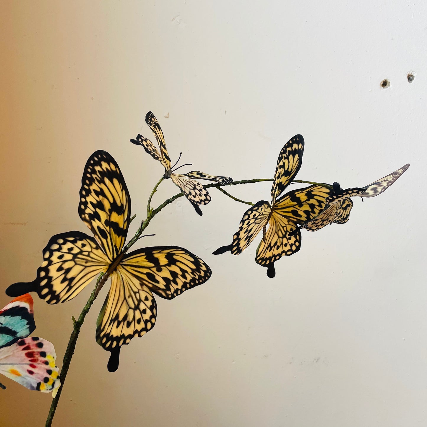 Yellow Swallowtail Butterfly Spray