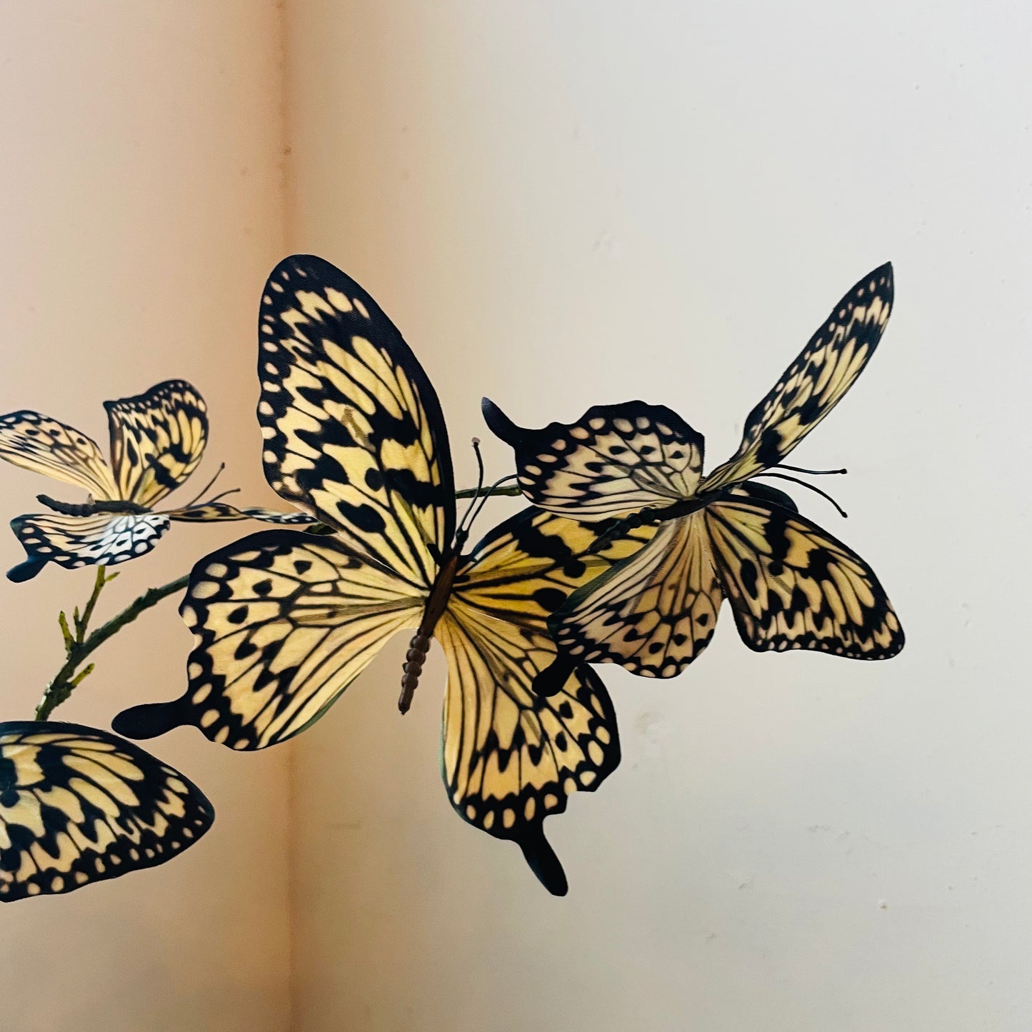 Yellow Swallowtail Butterfly Spray