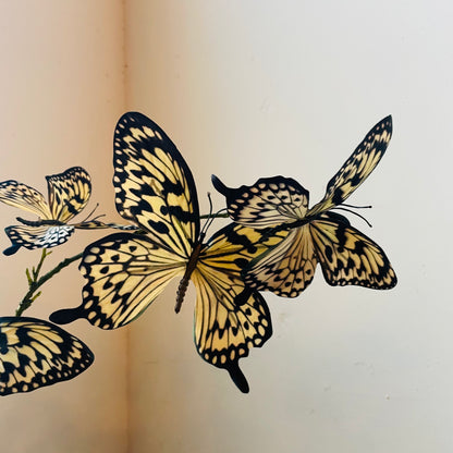 Yellow Swallowtail Butterfly Spray