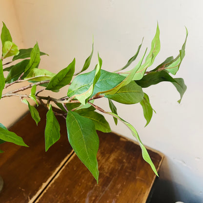 Ligustrum Leaf Spray