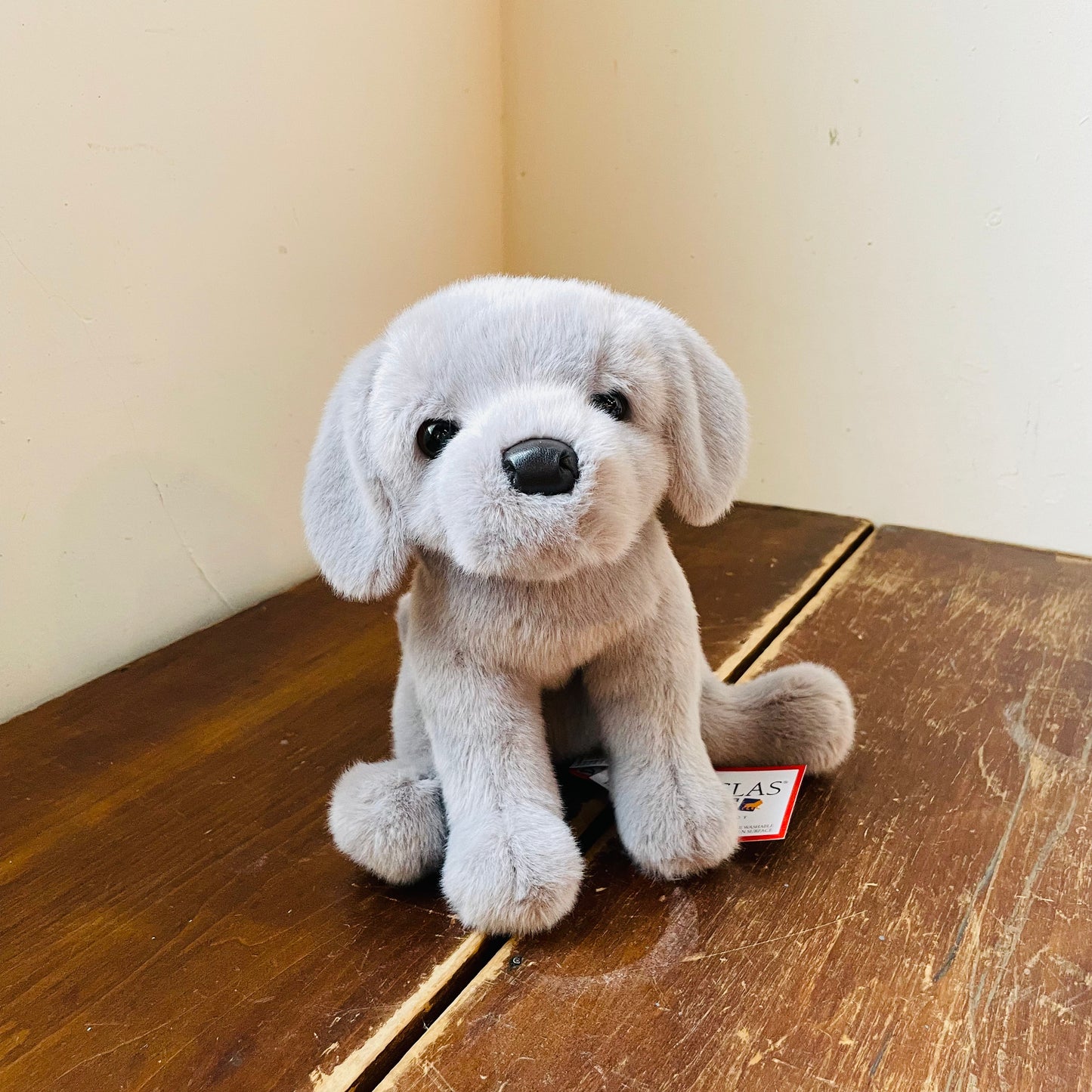 Argenta the Silver Lab