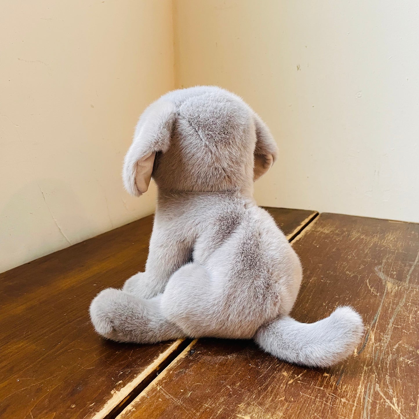 Argenta the Silver Lab