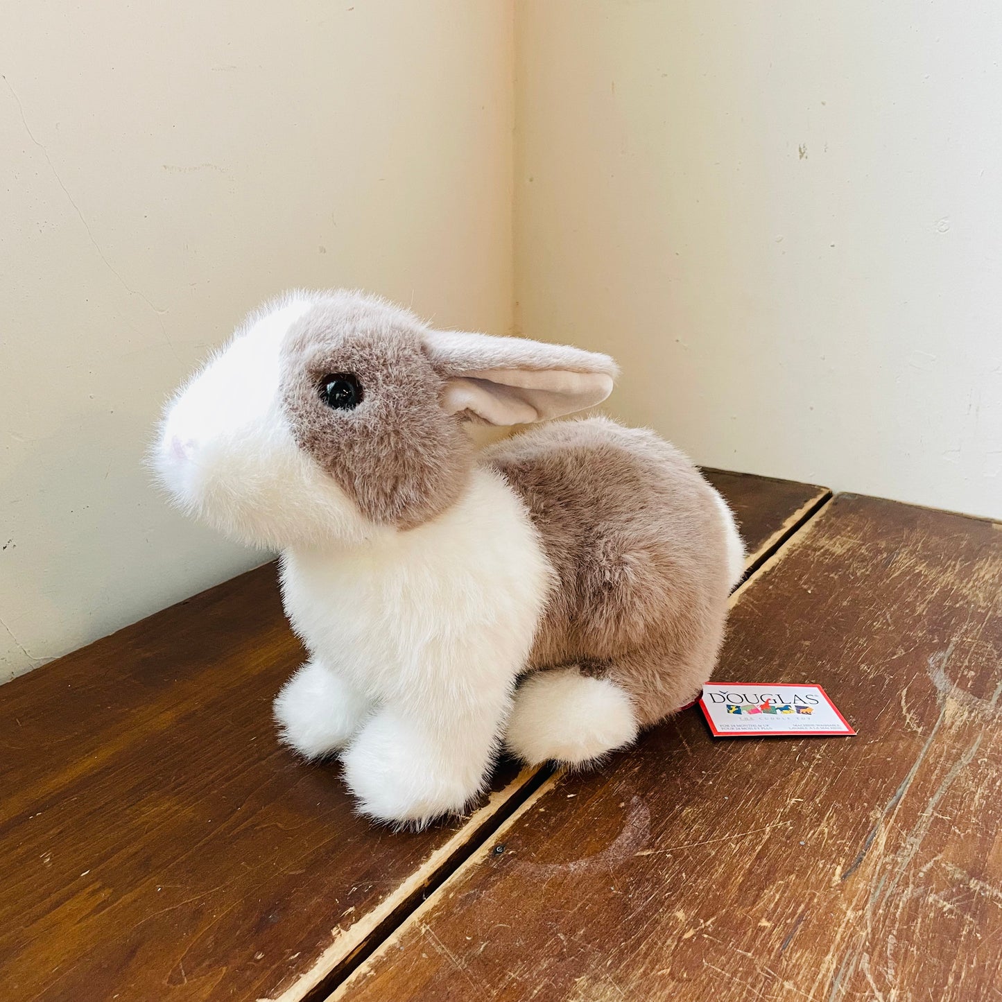 Daffodil the Dutch Bunny
