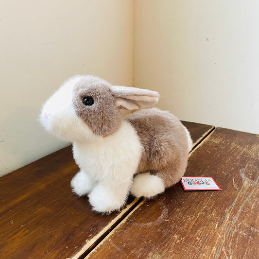 Daffodil the Dutch Bunny